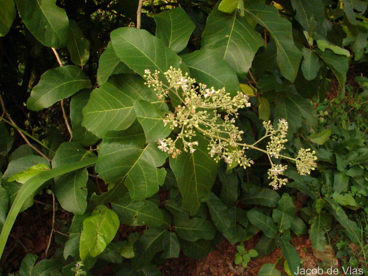 Pityranthe verrucosa Thwaites